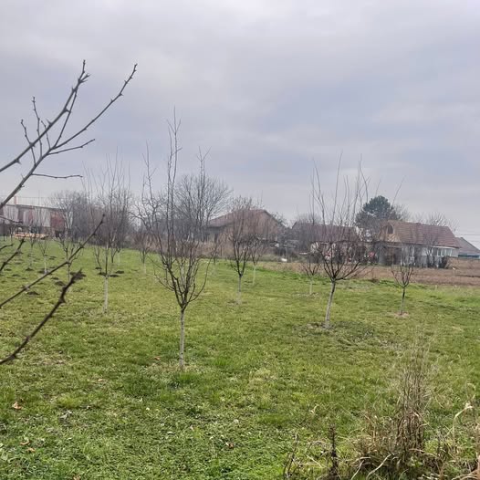 Na prodaju plac u Boljevcima – 7 ari