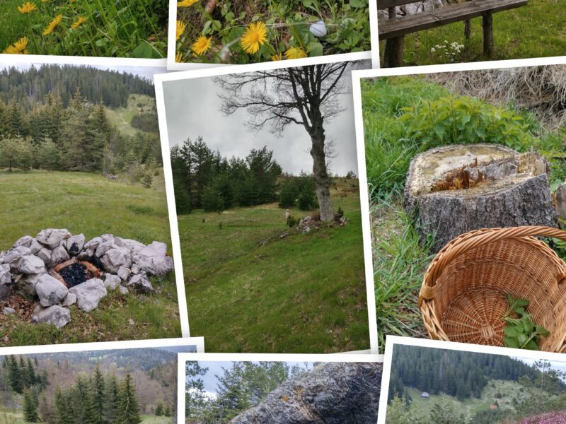 Tara planina plac sa izvorom i apartman u Mokroj Gori